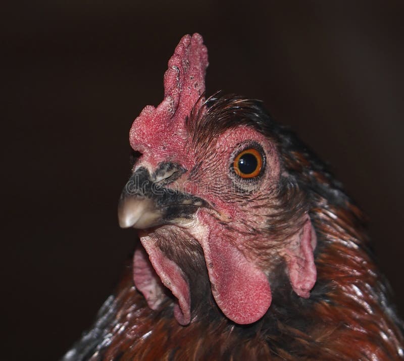 Belleza en ojos de el espectador inteligente gallinas ámbar ojos.