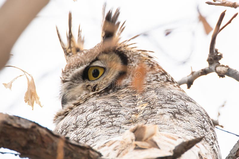 1,236 Wise Old Owl Photos - Free & Royalty-Free Stock Photos from Dreamstime