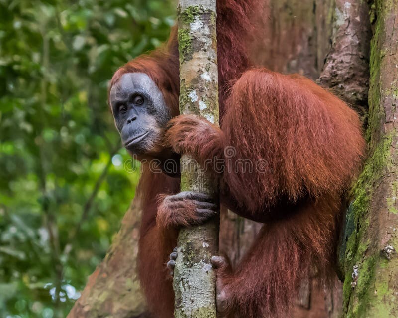 Wise thoughtful orangutan peeks out from behind a thin tree Boh royalty free stock images Wise thoughtful orangutan peeks out from behind a thin tree Boh royalty free stock images