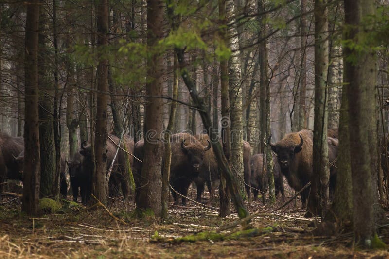 Wisent photo stock Wisent photo stock