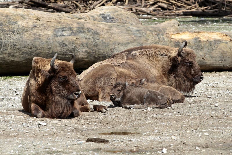 Wisent of Europese bizon, Bizonbonasus in een Duitse dierentuin stock foto Wisent of Europese bizon, Bizonbonasus in een Duitse dierentuin stock foto