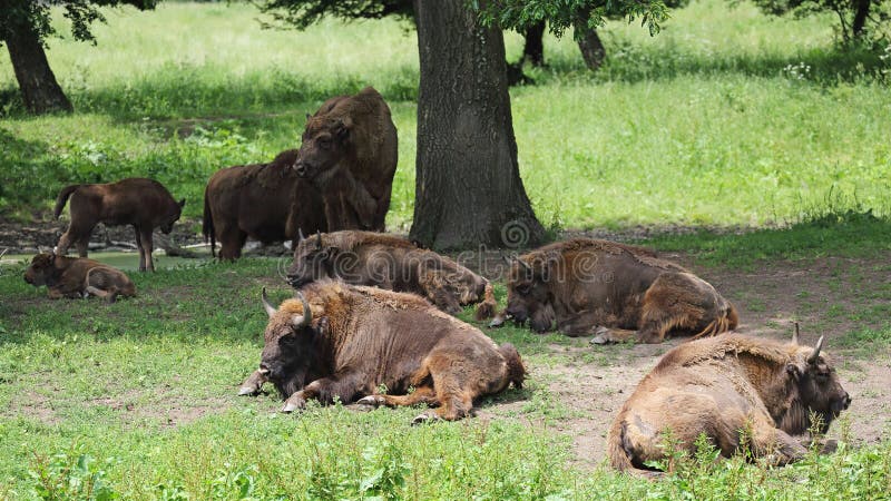 Wisent ( Bison bonasus ), Topoľčianky , Slovensko