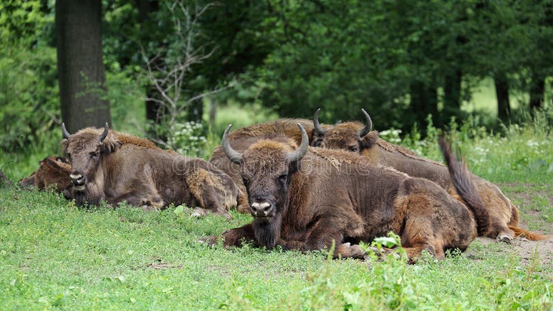 Wisent ( Bison bonasus ), Topoľčianky , Slovensko