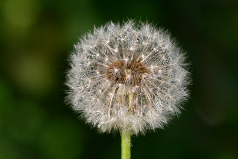 Wish dandelion