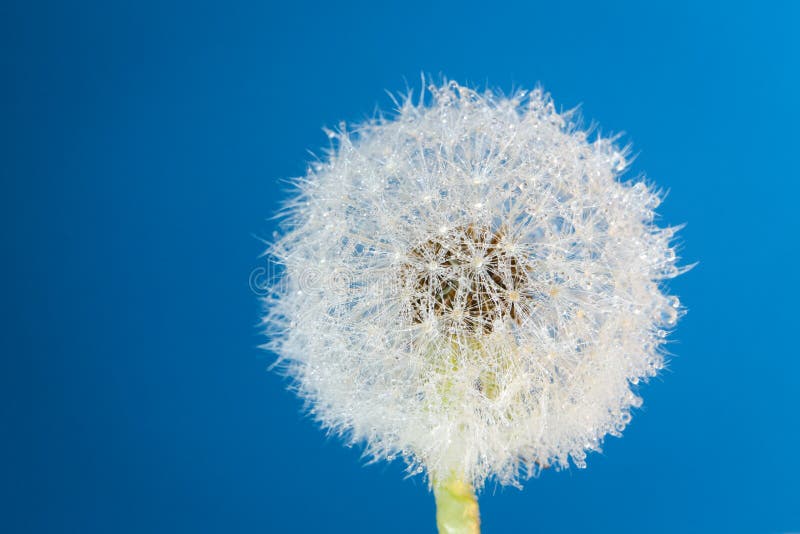 Wish flower Dandelion - Stock image stock images Wish flower Dandelion - Stock image stock images