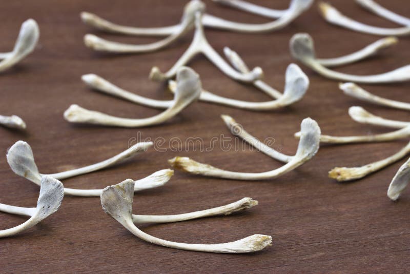 Chicken wishbone stock image. Image of tradition, luck - 91446291