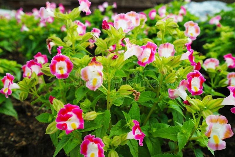 Wishbone Flower, Torenia is is Biennial Plants that Can Be Released