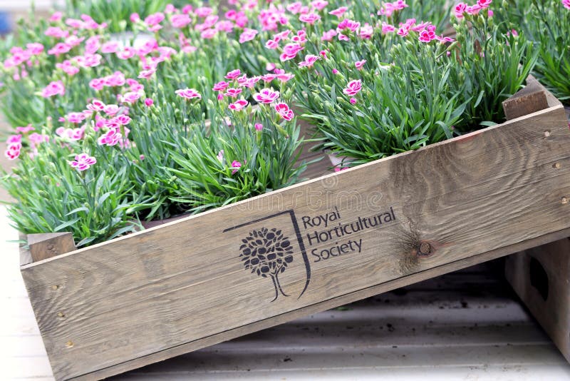 Wisley, Surrey, Regno Unito - 30 aprile 2017: Scatola del beari rosa dei garofani immagine stock Wisley, Surrey, Regno Unito - 30 aprile 2017: Scatola del beari rosa dei garofani immagine stock