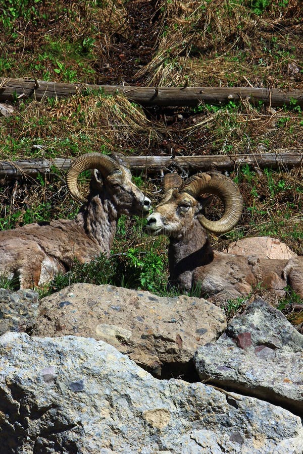 Two male bighorn rams discuss the tourists taking photographs below the ridge as they pose for the photographers. Two male bighorn rams discuss the tourists taking photographs below the ridge as they pose for the photographers.