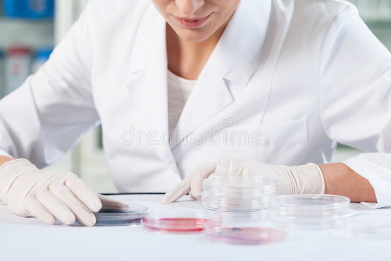 Wissenschaftler, der Petrischalen überprüft lizenzfreie stockfotografie Wissenschaftler, der Petrischalen überprüft lizenzfreie stockfotografie