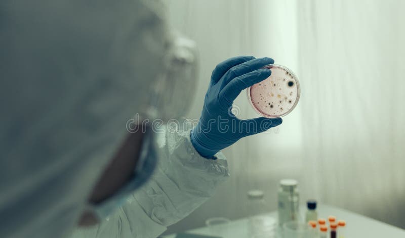 Unrecognizable scientist examining virus in petri dish in a laboratory. Unrecognizable scientist examining virus in petri dish in a laboratory