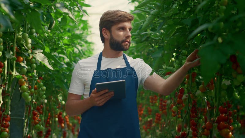 Wissenschaftler, die Versuchstabletten sammeln, um Tomaten im Gewächshaus zu sammeln