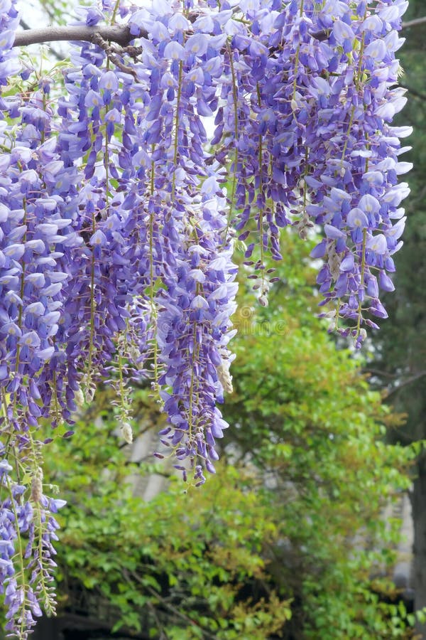 Wistaria pergola stock image. Image of purple, chinese - 40103885