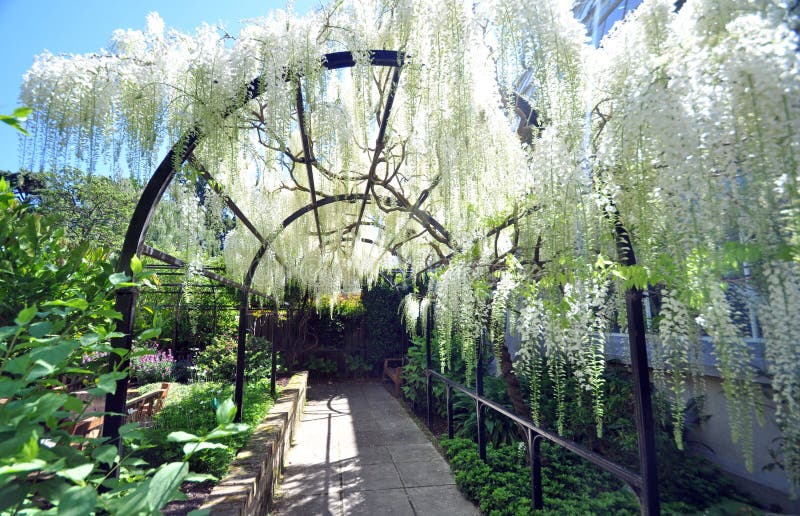 The Wisteria Arch royalty free stock image The Wisteria Arch royalty free stock image