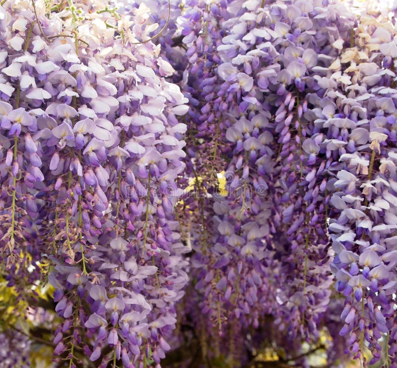 Wisteria stock photo. Image of flora, gardening, purple - 73773234