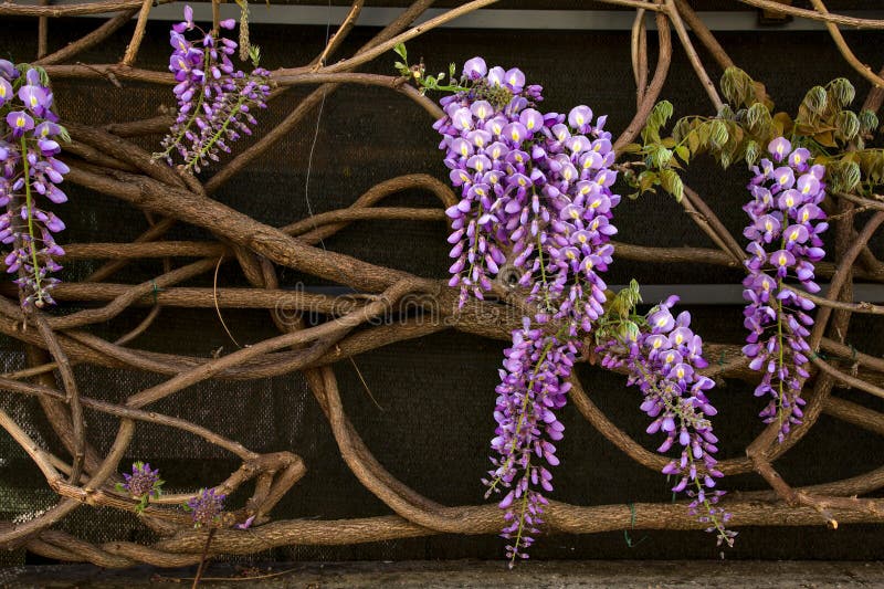 Wisteria in Bloom at Portland Japanese Garden Path Stock Photo Image