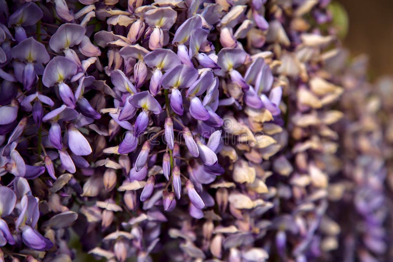 Wisteria in Bloom at Portland Japanese Garden Path Stock Photo Image