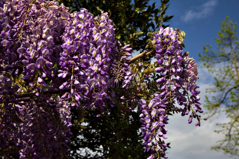 Wisteria in Bloom at Portland Japanese Garden Path Stock Photo Image