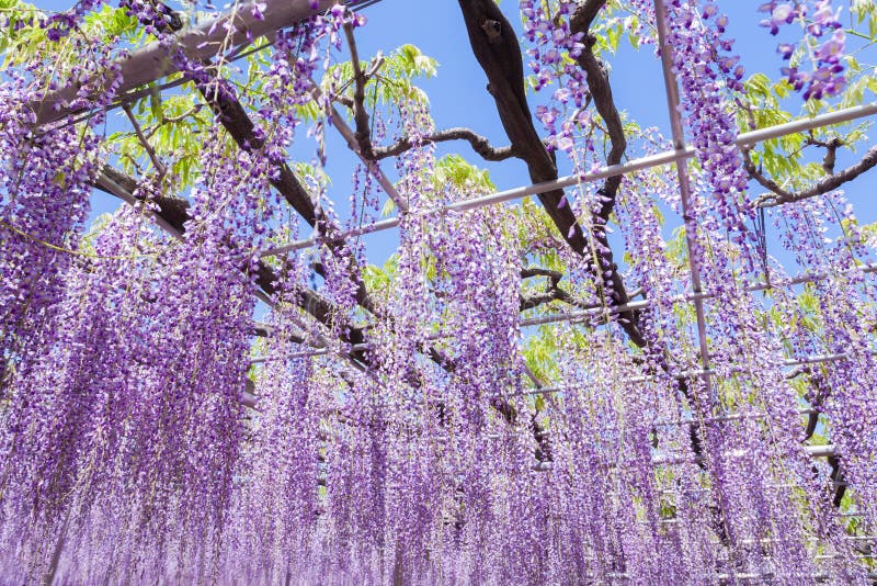 Wisteria Blooming in End of Spring Season Stock Photo Image of beauty