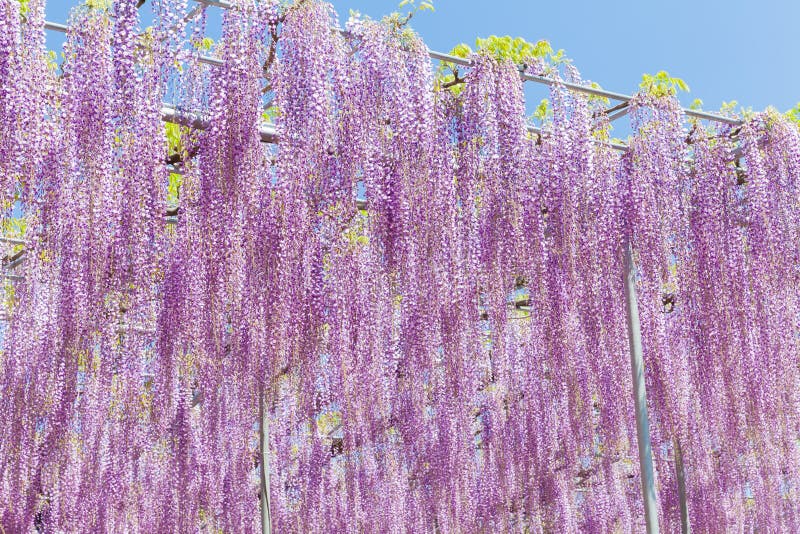 Wisteria Blooming in End of Spring Season Stock Photo Image of beauty