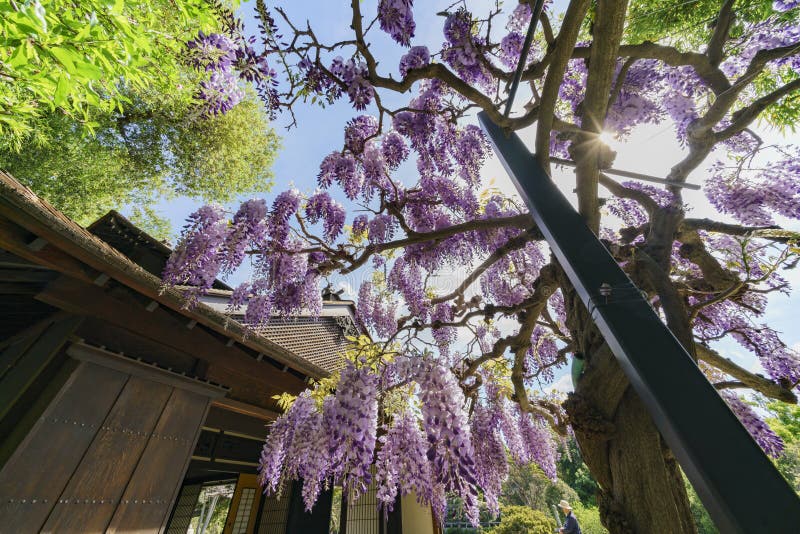 Wisteria Blossom In Japanese Garden Of Huntington Library