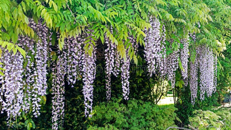 wisteria blossoms in the park background. lilac creeper flowers bloom in spring