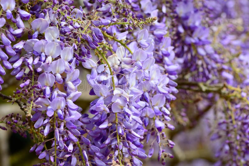 Wisteria stock photo. Image of purple, flowers, flora - 94134148