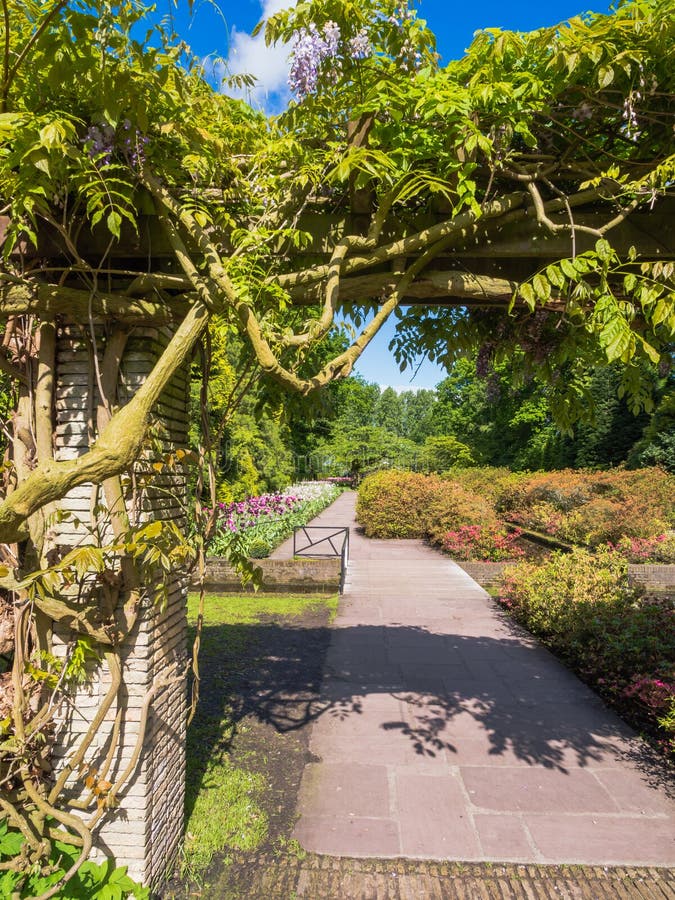 Wisteria Lane, Adelaide Botanic Gardens Stock Photo Image of