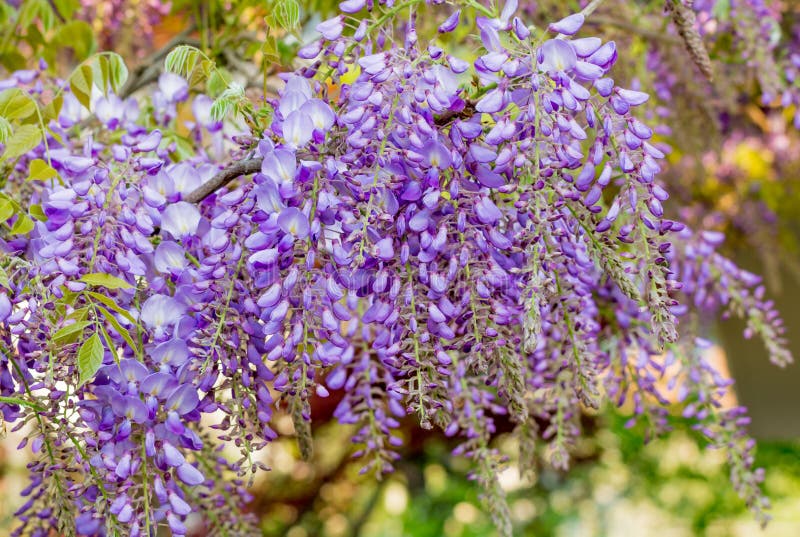 Wisteria Flowers. Wisteria Also Spelled Wistaria or Wysteria is a Genus ...