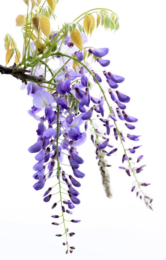 Wisteria flowers, stock photo. Image of ancient, brown 52336182