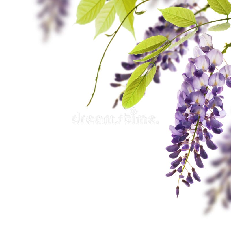 Wisteria flowers, floral design element