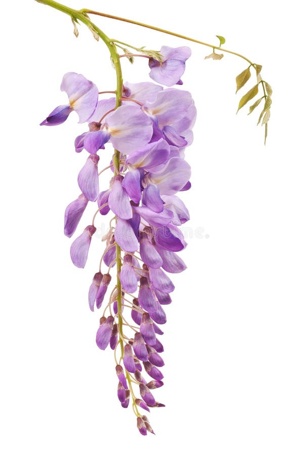 16,904 Wisteria Stock Photos Free & RoyaltyFree Stock Photos from