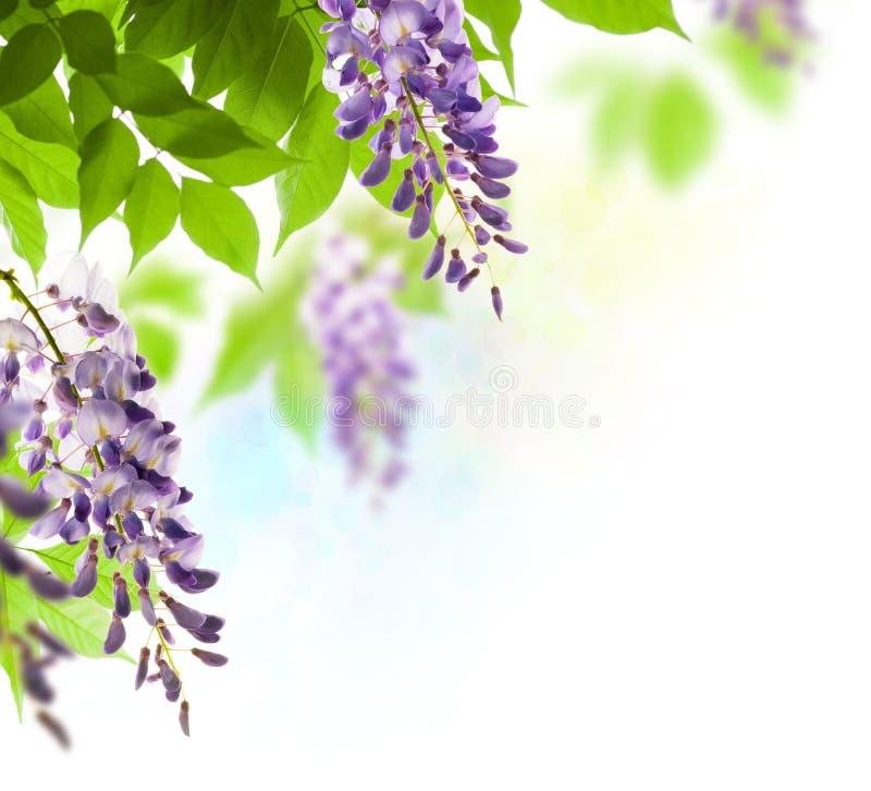 Wisteria leaf and flower in spring