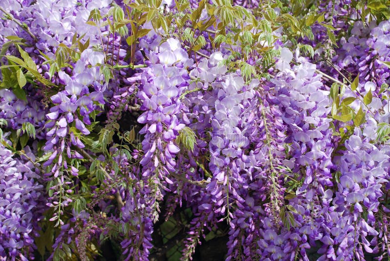 Wisteria at Night stock photo. Image of flower, growing 1393900