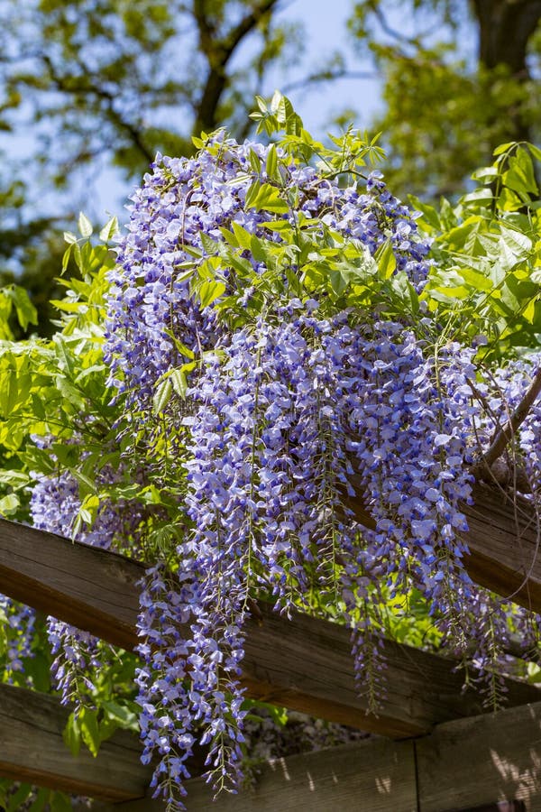 Wisteria Trellis. Great Views Creepers Flowers Spring, Light Purple, Wysteria Stock Image