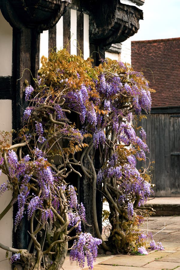 Wisteriaen för den Tudor tvinnar den antika husBlakesley Hall ingången den dekorativa trädblomman UK Birmingham för vinrankan arkivbild Wisteriaen för den Tudor tvinnar den antika husBlakesley Hall ingången den dekorativa trädblomman UK Birmingham för vinrankan arkivbild