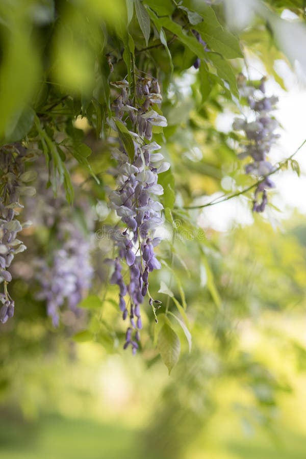 Wisteriaträd i blom arkivbilder Wisteriaträd i blom arkivbilder