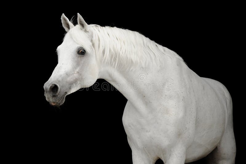 Wit Arabisch paard op zwarte backgroud stock afbeeldingen Wit Arabisch paard op zwarte backgroud stock afbeeldingen