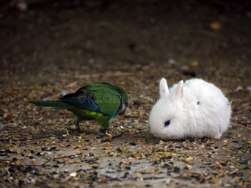 White baby rabbit and green parrot. White baby rabbit and green parrot