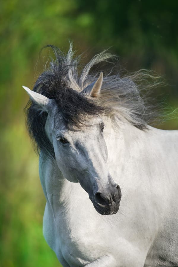 Wit $c-andalusisch paard stock foto Wit $c-andalusisch paard stock foto