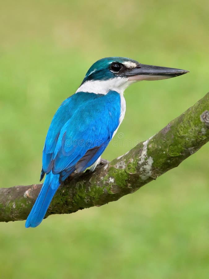 Wit-Collared Ijsvogel stock fotografie Wit-Collared Ijsvogel stock fotografie