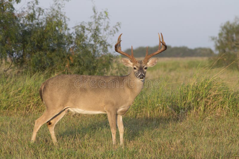 White-tailed buck in the Rio Grande Valeey of South Western Texas. White-tailed buck in the Rio Grande Valeey of South Western Texas