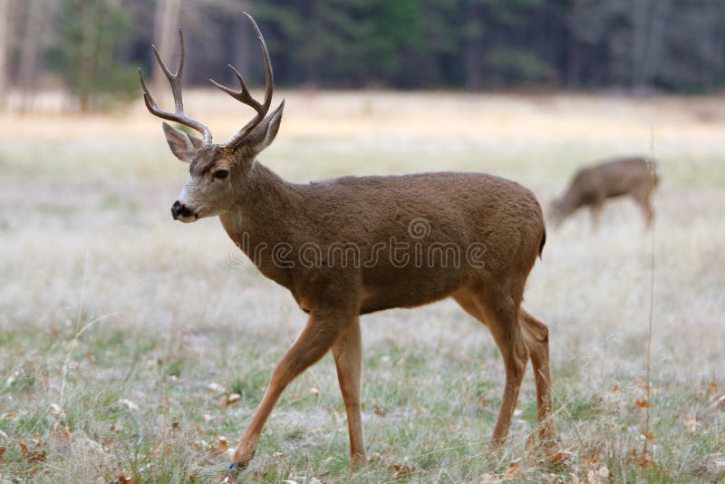 White-tailed Deer in Yosemite. White-tailed Deer in Yosemite