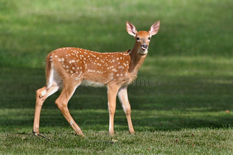 White-tailed Deer fawn venturing out on its own and licking its lips at the sight of my garden. White-tailed Deer fawn venturing out on its own and licking its lips at the sight of my garden