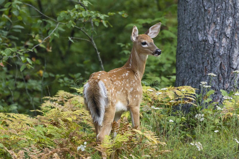 A White-tailed Deer fawn Odocoileus virginianus pauses to look over its shoulder in a forest clearing - Ontario, Canada. A White-tailed Deer fawn Odocoileus virginianus pauses to look over its shoulder in a forest clearing - Ontario, Canada