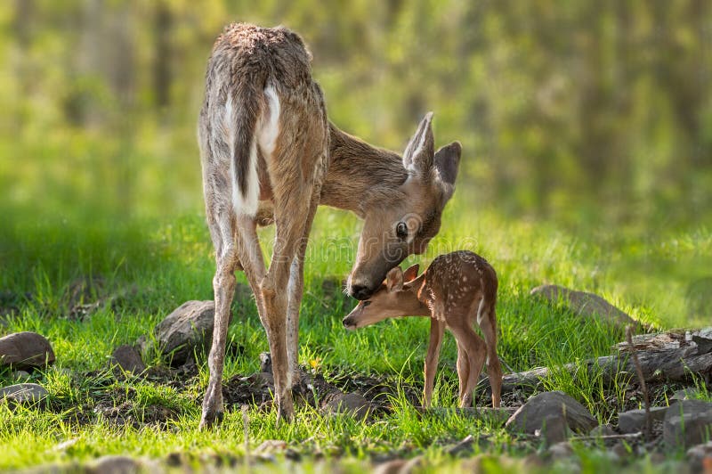 White-Tailed Deer (Odocoileus virginianus) Mother and Fawn - captive animals. White-Tailed Deer (Odocoileus virginianus) Mother and Fawn - captive animals