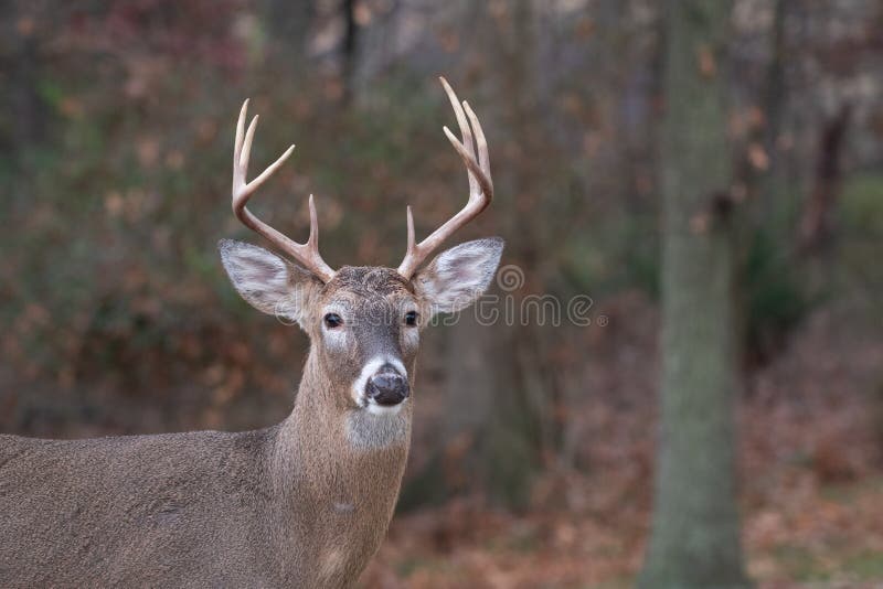 A white-tailed deer right-point buck runs along the edge of the woods in Missouri near the Mississippi River. A white-tailed deer right-point buck runs along the edge of the woods in Missouri near the Mississippi River
