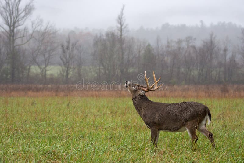 Large white-tailed deer buck standing in an open meadow during a rain storm in Smoky Mountain National Park. Large white-tailed deer buck standing in an open meadow during a rain storm in Smoky Mountain National Park