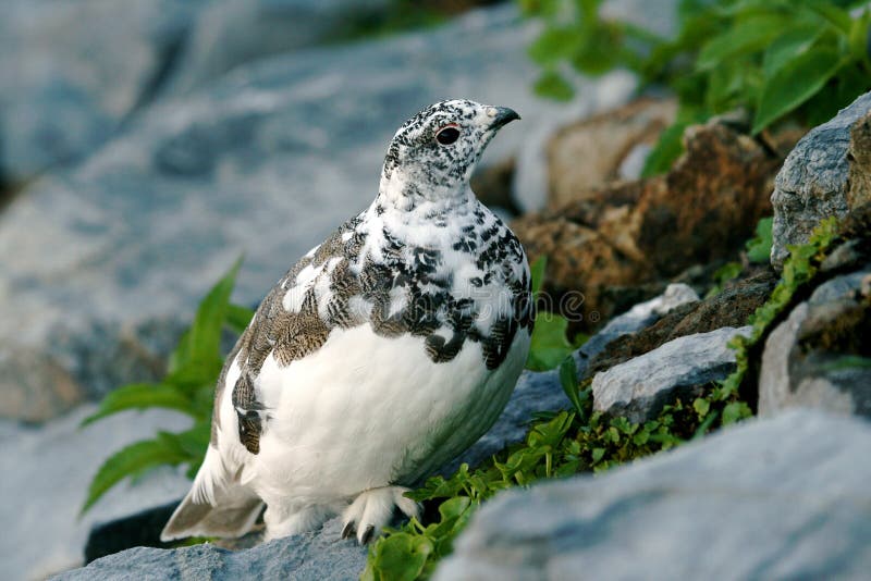 A White-tailed Ptarmigan moulting into winter plumage. A White-tailed Ptarmigan moulting into winter plumage