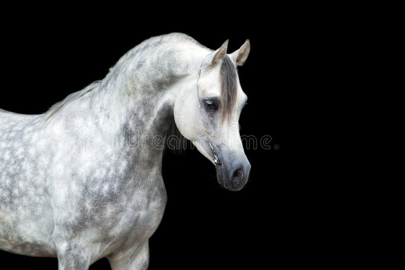 Wit die paard op zwart, Arabisch paard wordt geïsoleerd stock fotografie Wit die paard op zwart, Arabisch paard wordt geïsoleerd stock fotografie